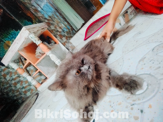 Persian male cat